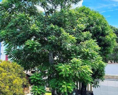 Praia do Morro House | Casa do Tio Patricio