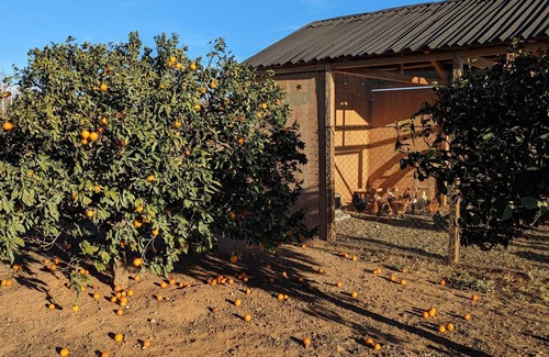 Riudoms House | Casa Hostalets - In the Middle of the Olive Trees