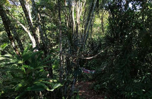 Daniel Flores House | Casa Jungla