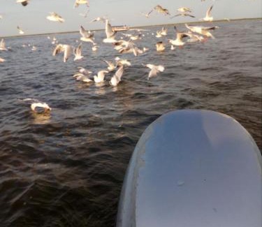 Sulina House | Casa orizont