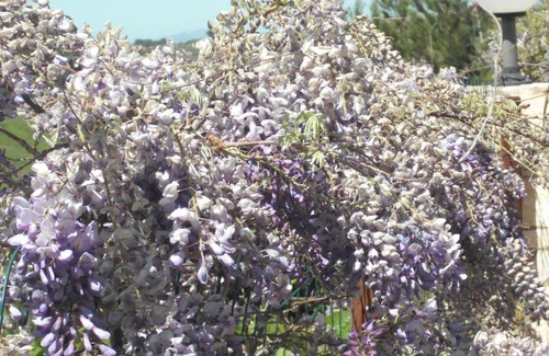 Montallegro House | Casa Vacanze Lungomare