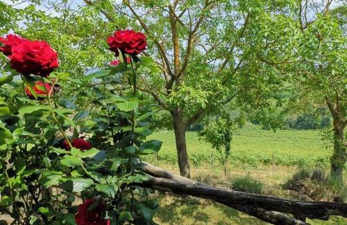 Cassine Bed & Breakfast | Cascina Valtignosa Camere Con Vigna