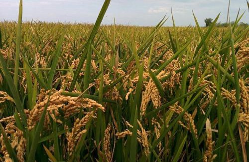 Deltebre House | Caseta Manigotxa