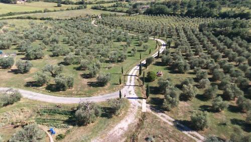 Montorsaio House | Casetta dell`Uliveto
