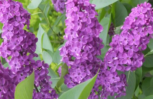 Camden Hotel | Cedar Crest Inn