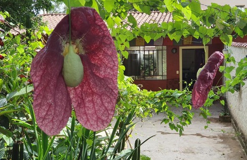 Sao Sebastiao das Aguas Claras Cabin | "Chalé Balines Oroboro" 1 - Casa com jardim de 150 m e cozinha completa em Macacos