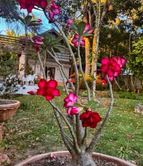 Graca Ski Chalet | Chalé Recanto dos pássaros.