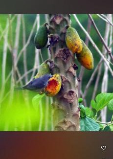 Natividade Cabin | Chalés Novo Horizonte