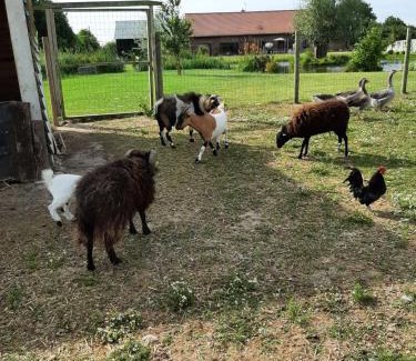 Fromelles Bed & Breakfast | chambre coin zen