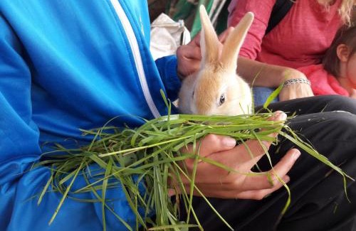 Saint-Julien-la-Vetre House | Charmant gîte avec terrasse, jardin, animaux acceptés - FR-1-496-290