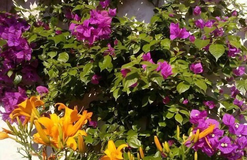 Riola Sardo House | Charming house with beautiful garden, close to the beach. Free WiFi!