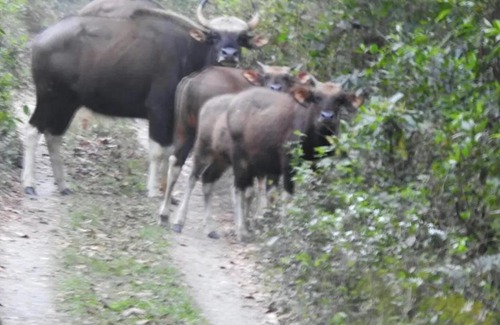 Alipurduar Resort | Chilapata Jungle Resort