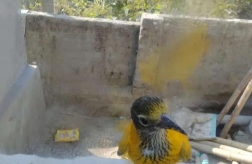 Alipurduar Resort | Chilapata Jungle Resort