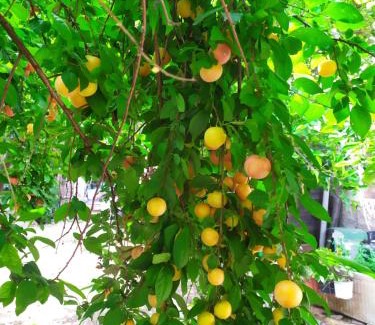 Badesi Apartment | Civico 28