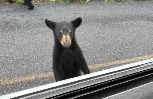 Chalet Village Ski Chalet | Cub Way-Cozy 1 bedroom with sleeping loft