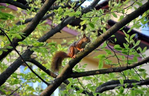 Zagorz House | Dom Lwowski