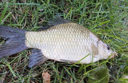 Piecki House | Dom Nad Stawem Dłużec 55A