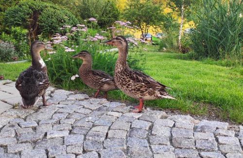 Kudowa Zdroj House | Domek nad Rozlewiskiem