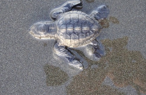 Punta Banco House | DREAM HOUSE IN THE RAINFOREST BY GERMAN FAMILY