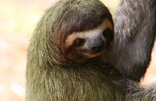 Punta Banco House | DREAM HOUSE IN THE RAINFOREST BY GERMAN FAMILY