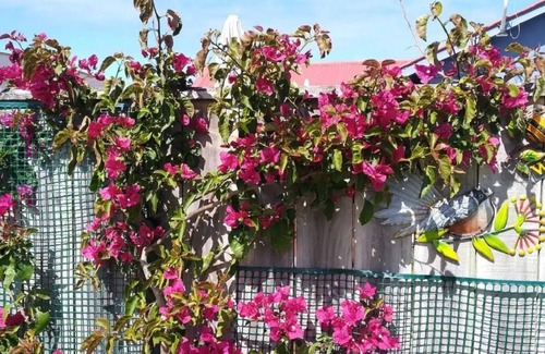 Koitiata House | Drift Inn Romantic seafront entire beach house.