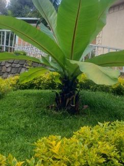 Gisakura House | EAR KEN BARHAM GUESTHOUSE