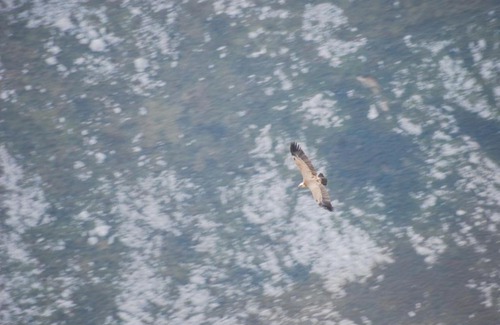 Arenas de Cabrales House | El Rabion