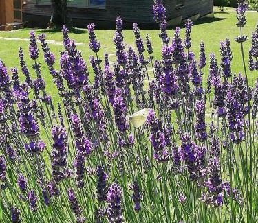 Pischelsdorf am Kulm Apartment | Ferienhaus Rustica