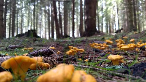 Sankt Peter am Kammersberg Apartment | Ferienwohnung am Rettlhof