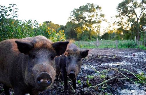 Lelkendorf Apartment | Ferienwohnung ALTER SPEICHER