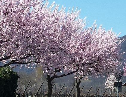 Edenkoben Apartment | Ferienwohnung Luitpold 21