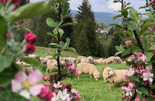 Falkau Apartment | Ferienwohnung Schwarzwaldglueck