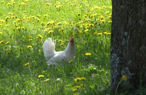 Aschau im Chiemgau Apartment | Ferienwohnungen Wanderparadies