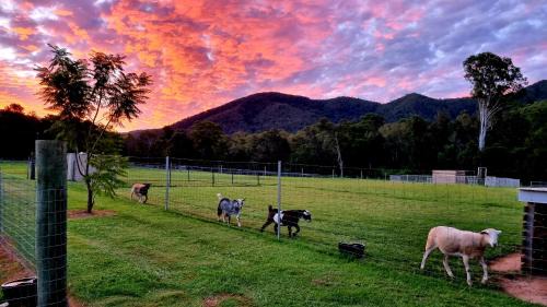 Highvale House | Fig Tree Farm B&B Highvale-Farmstay near Brisbane!