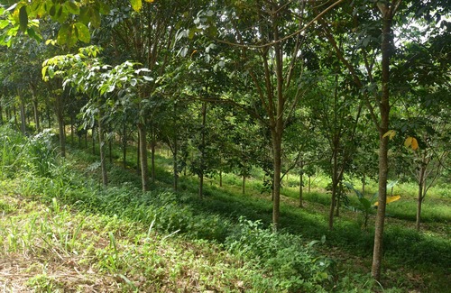 Kawasan Melalap House | FloresGam Agricultural Haven