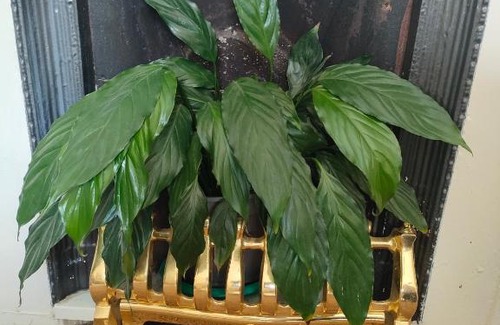 South Queensferry House | Forth Road Bridge Views