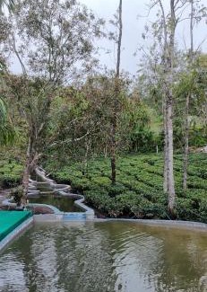 Pirmed House | Four Winds Plantation Homestay Approved by Dept of Tourism Govt of Kerala