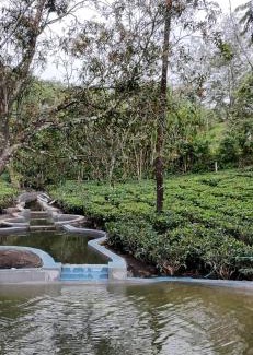 Pirmed House | Four Winds Plantation Homestay Approved by Dept of Tourism Govt of Kerala