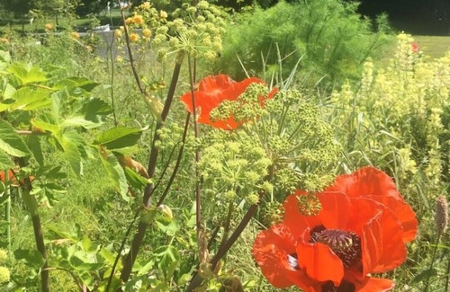 Halfway House House | Fox Cottage sleeps 7, wild swimming& river fishing