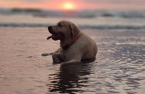 Playa Zancudo Other | Front beach luxurious Dome