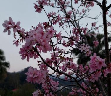 Nanzhuang Bed & Breakfast | Fu Chuan Garden