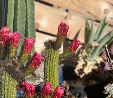 Solvang Apartment | Fun Retro Space Steps From Windmill