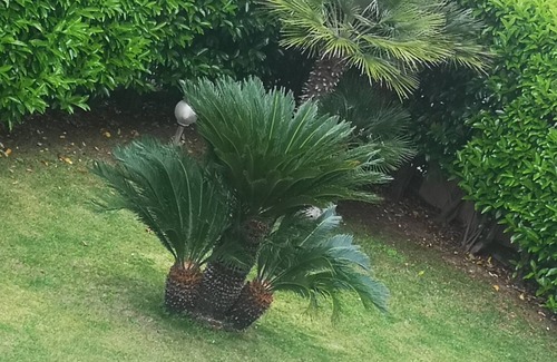 Campagnano di Roma Villa | Garden House, comfort e servizio 4 stelle a 2 passi dal centro di Campagnano