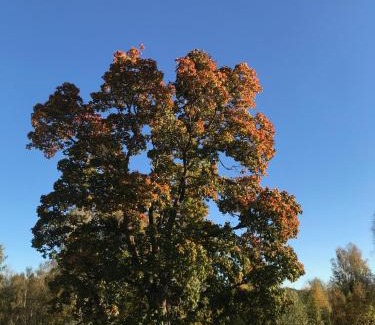 Strombacka Other | Glamping tent in a forest, lake view
