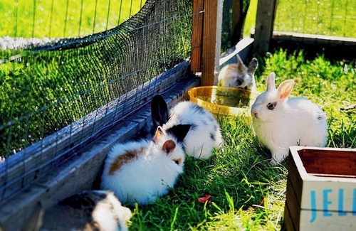Gilroy House | Glamping Tipi in the Redwood Grove