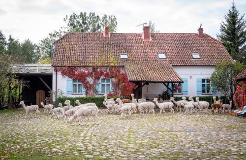 Trygort House | Gościniec Bocianowo