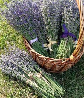 Urlati Other | Grădina Magică a Lavandei Glamping