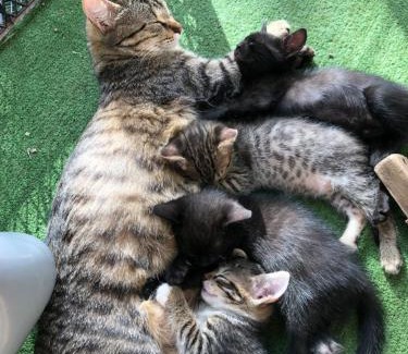 Kobuleti Villa | Green Escape -Eco Chakvi