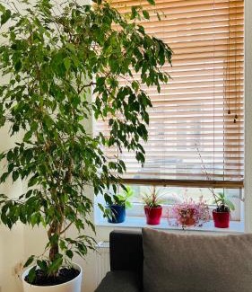 Bad Homburg v.d. Hoehe Apartment | Großes und helles Innenstadt Apartment - Ferienwohnung