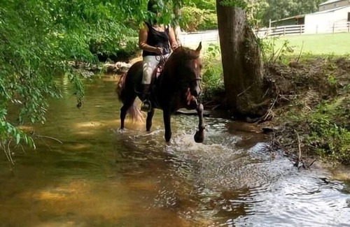 Elon House | H&M horse stable Loft Apartment
